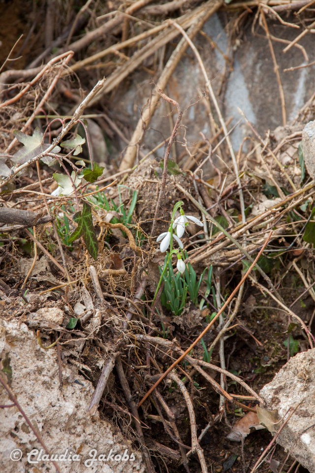 20170226140112 IMG 5053