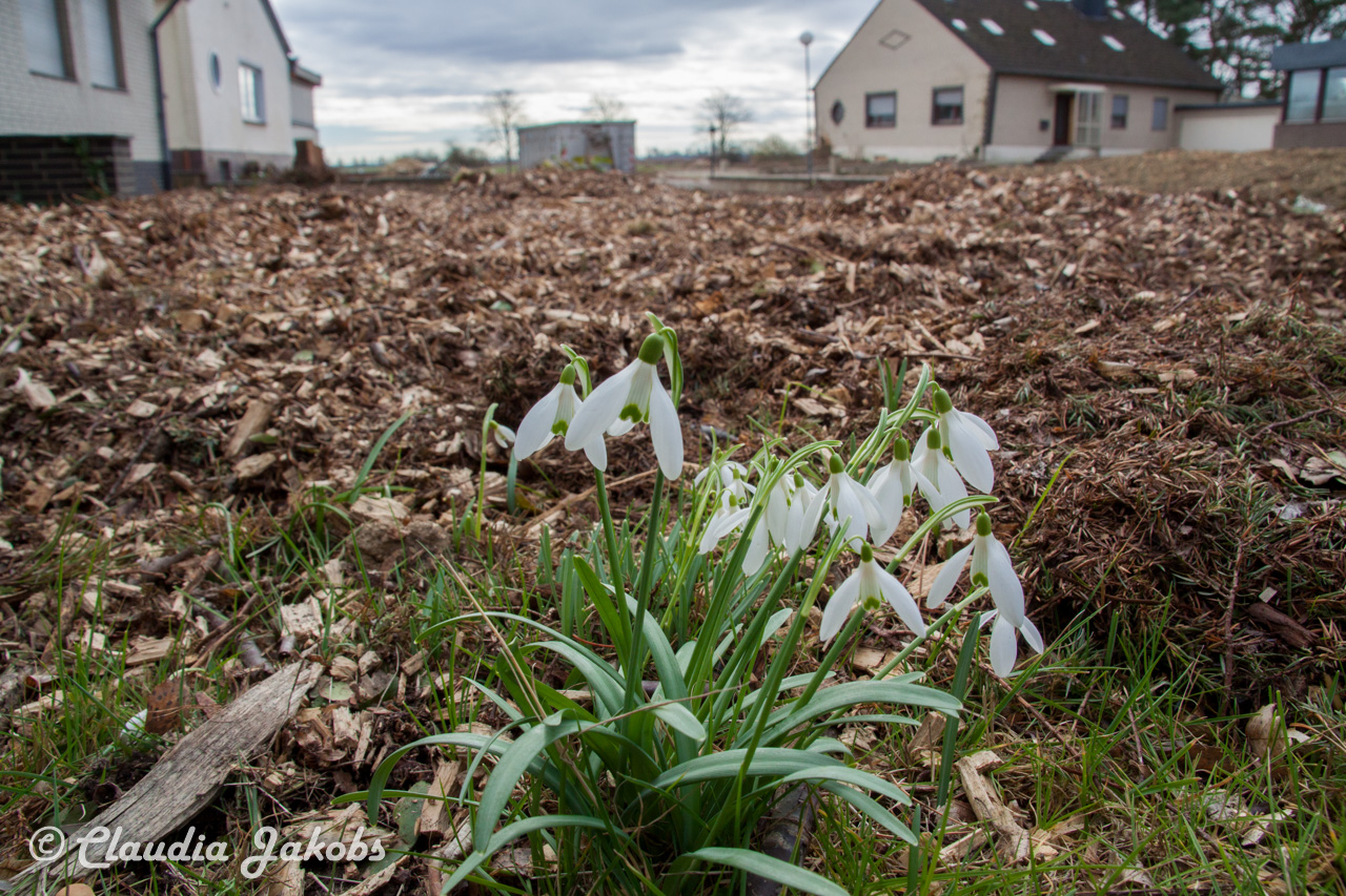 20170226140250 IMG 5056