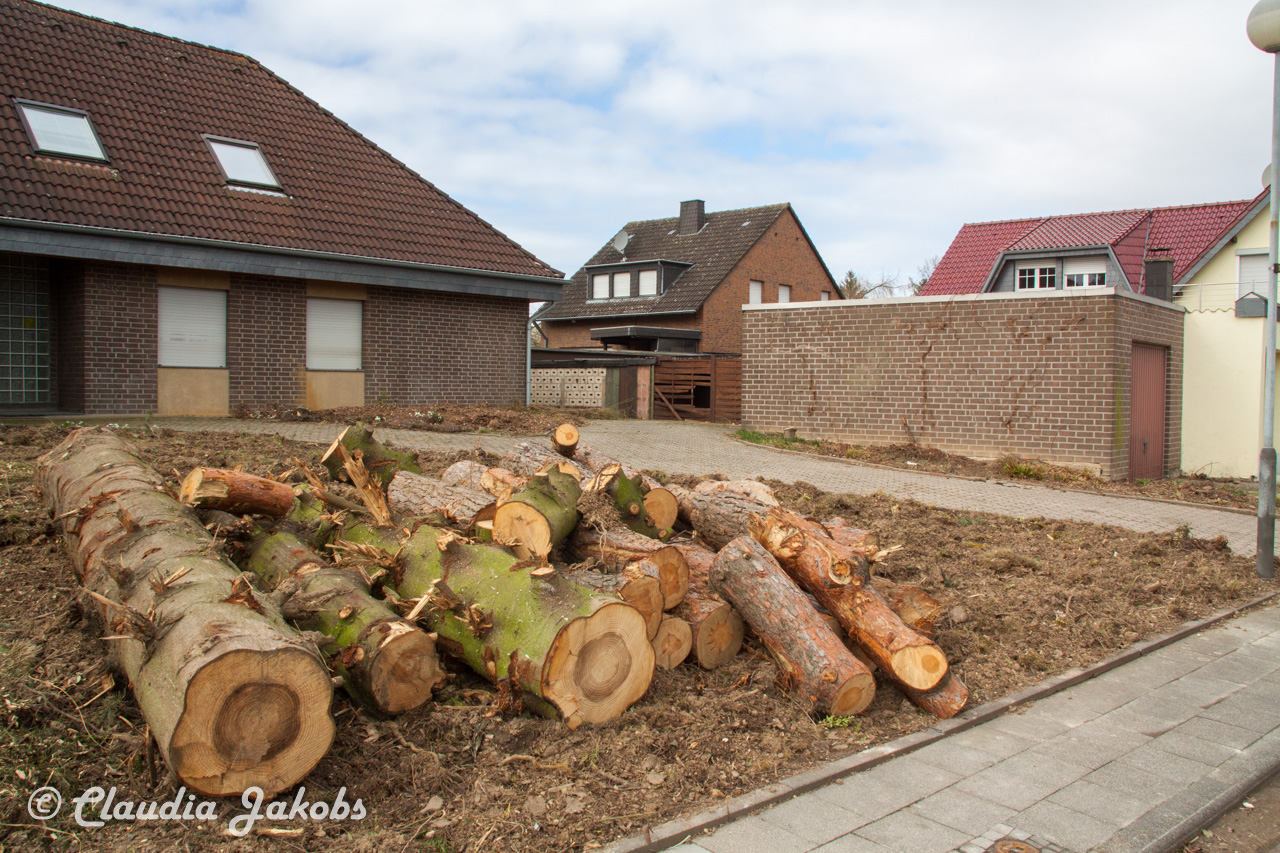 20170226140325 IMG 5059