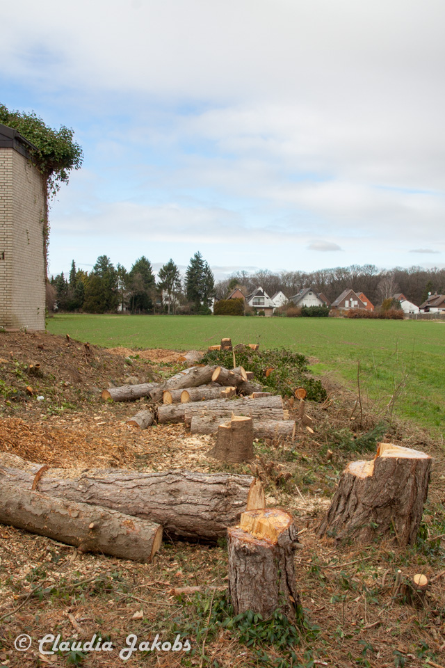 20170226144234 IMG 5106