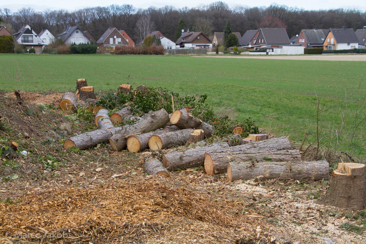 20170226144331 MJ  5251