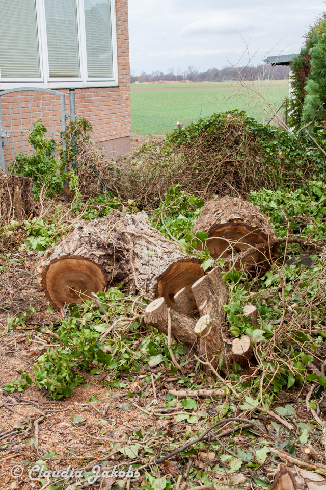 20170226144942 IMG 5131