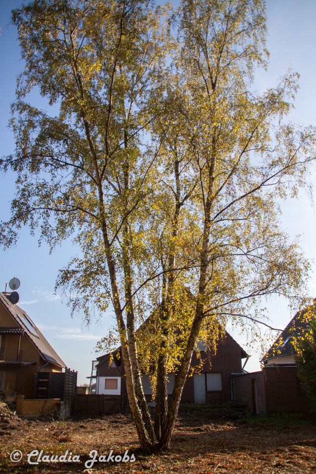 20171101131414 IMG 9495