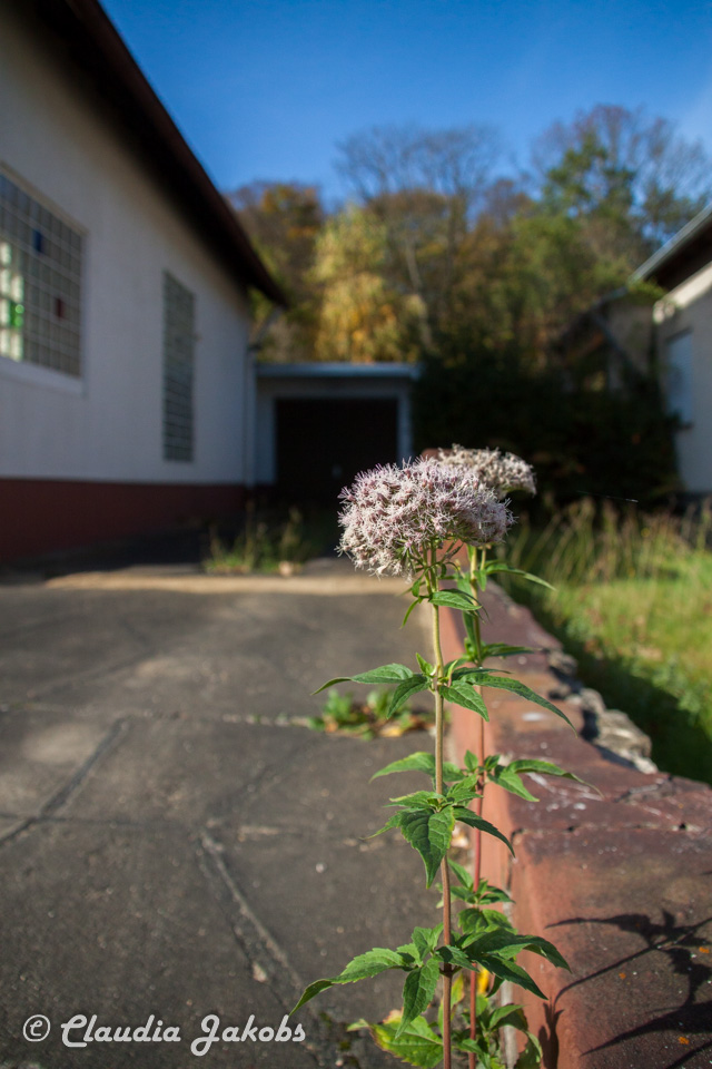 20171101131933 IMG 9503