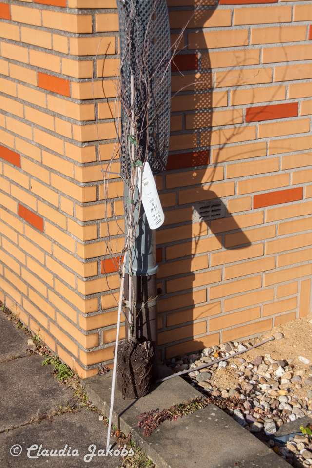 20171101132054 IMG 9506