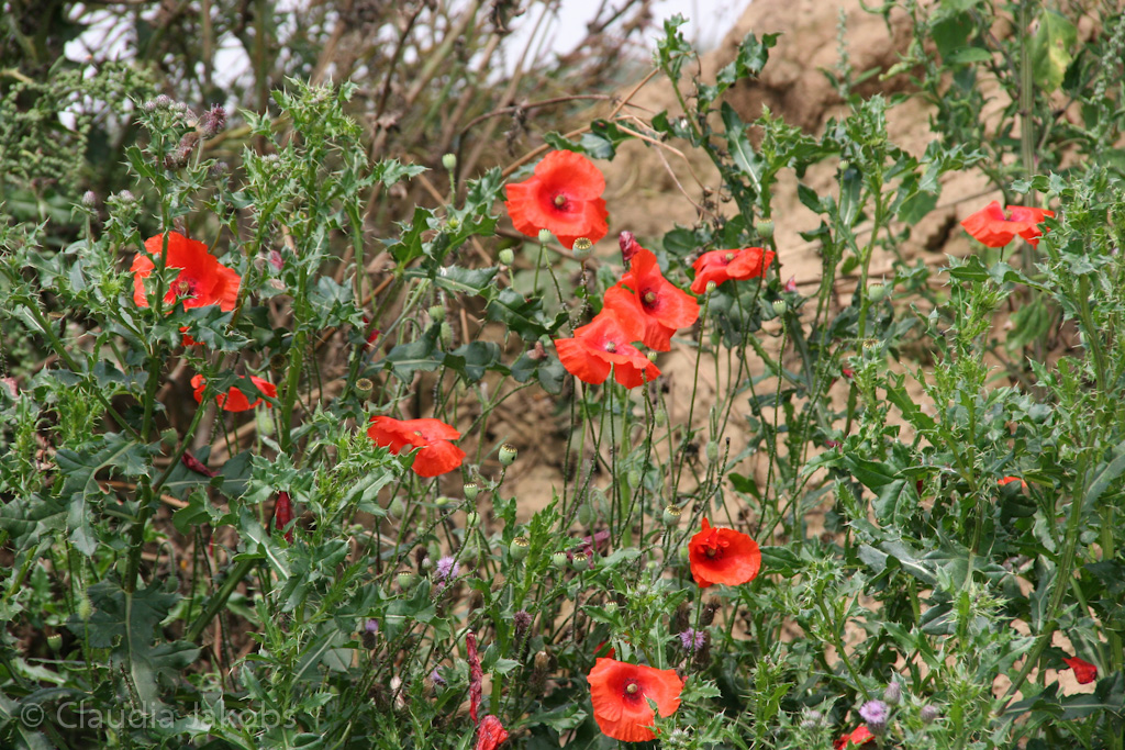 120722135441 IMG 3067