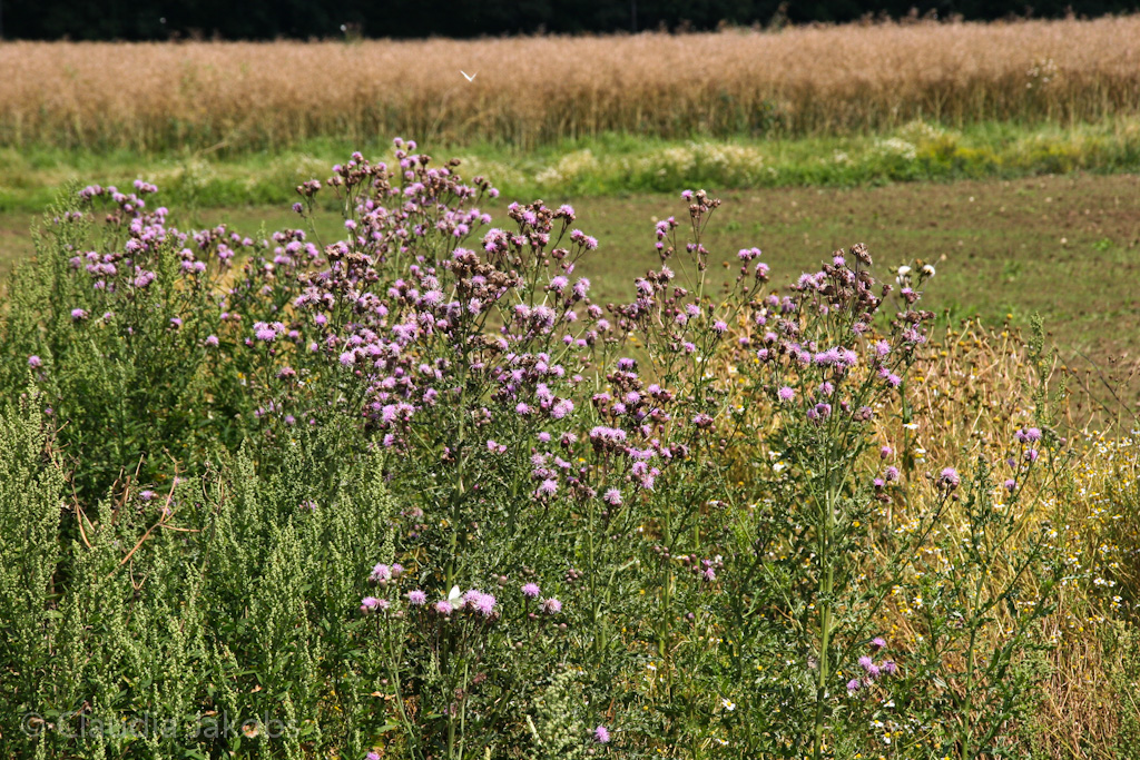 120722140553 IMG 3078