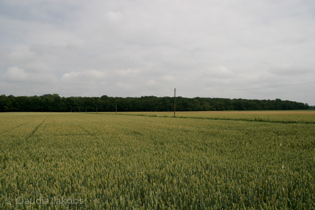 110626132119 IMG 6947