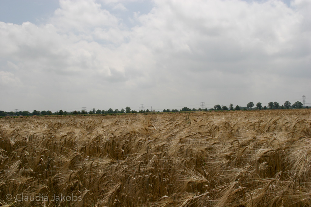 110626132327 IMG 6959