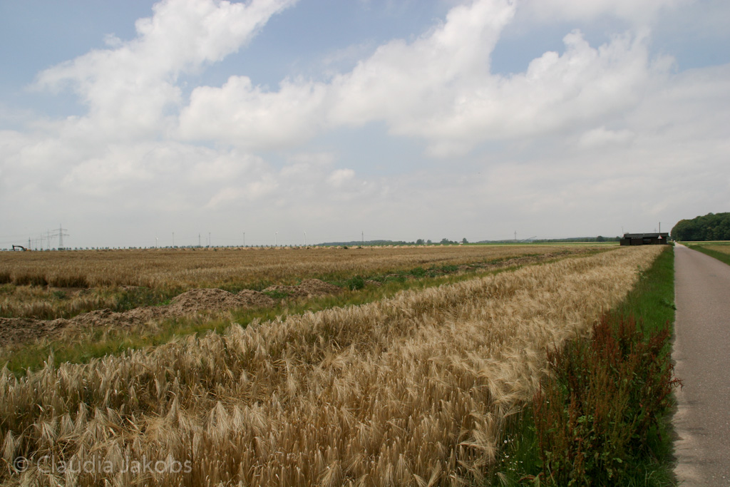 110626132634 IMG 6969