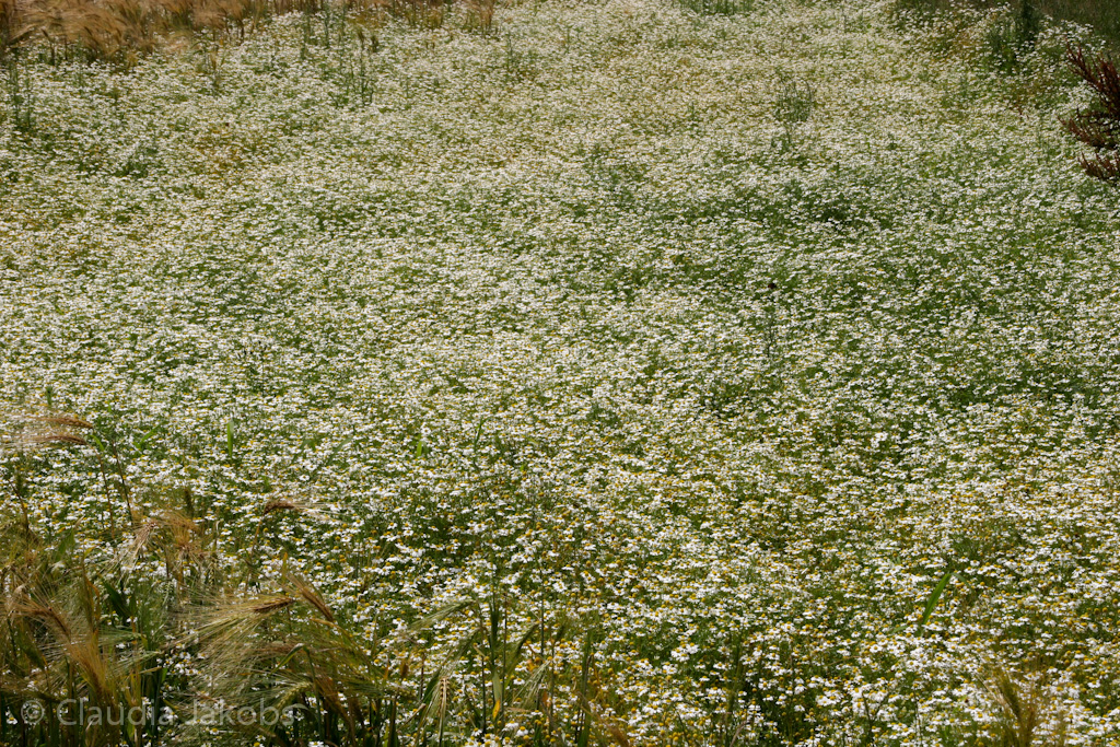 110626133151 IMG 6978