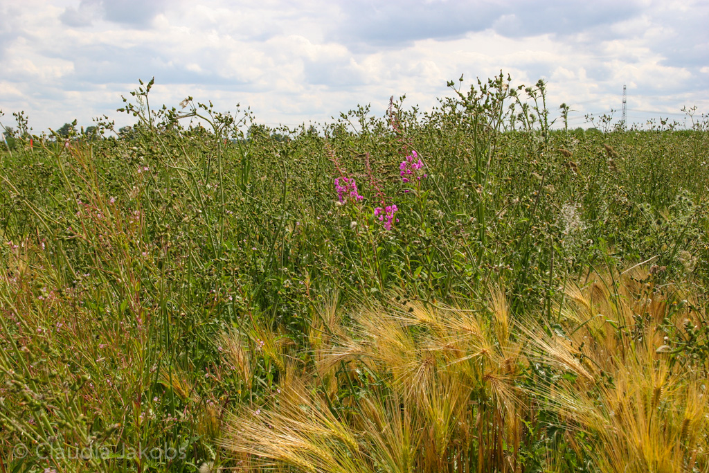 120623160426 IMG 2819