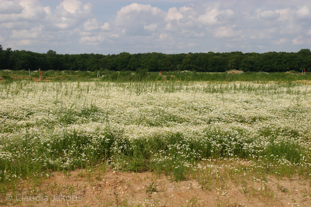 120623160943 IMG 2827