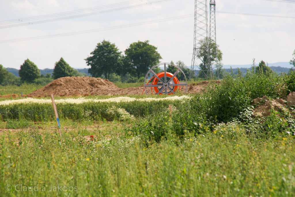 120623161100 IMG 2831