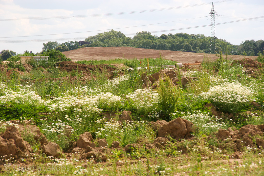 120623161158 IMG 2832