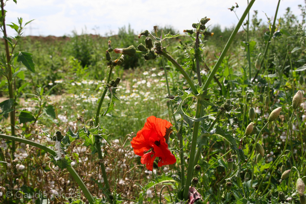 120623161434 IMG 2835