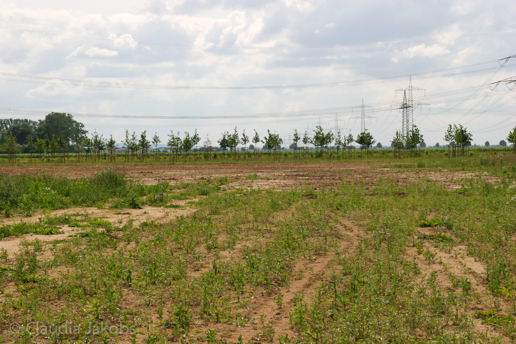 120623163032 IMG 2855