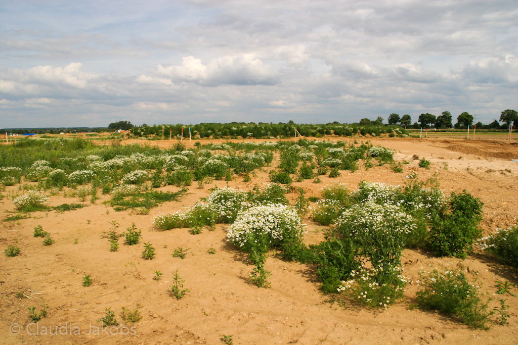 120623163919 IMG 2869