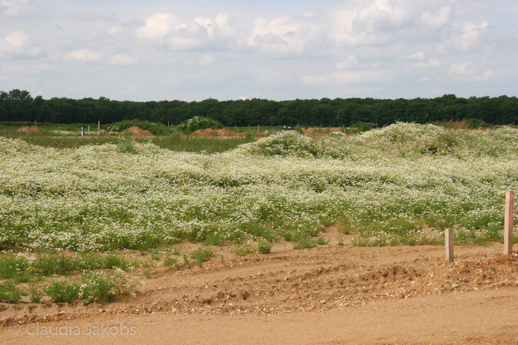 120623164939 IMG 2881