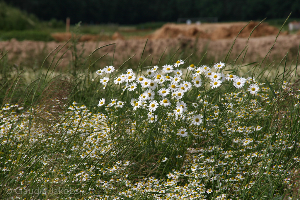 120623165015 IMG 2882