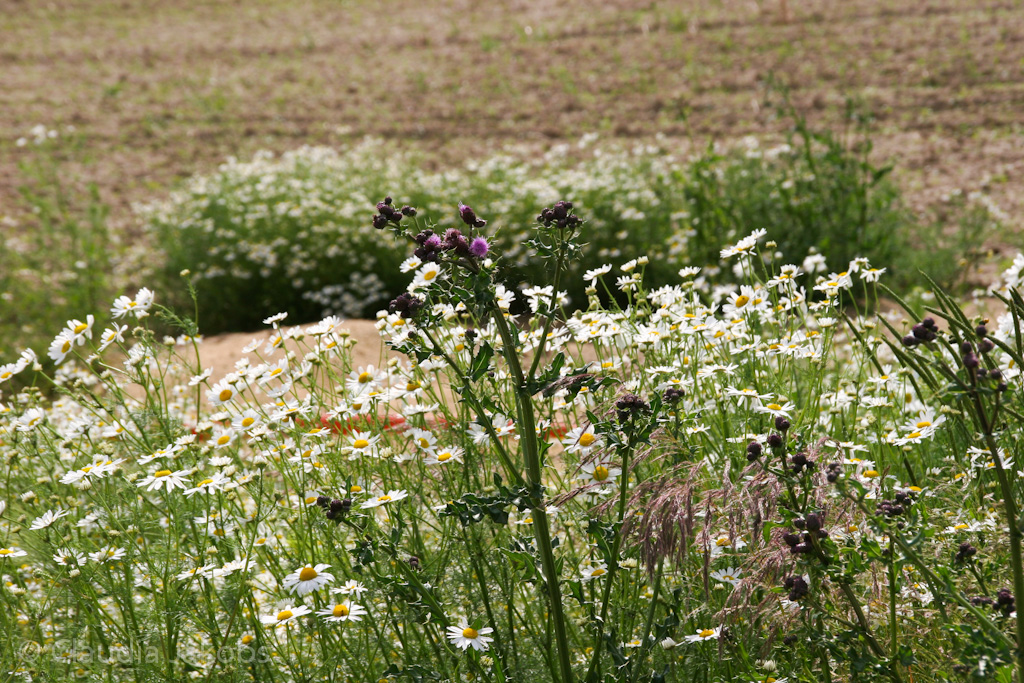 120623165509 IMG 2893