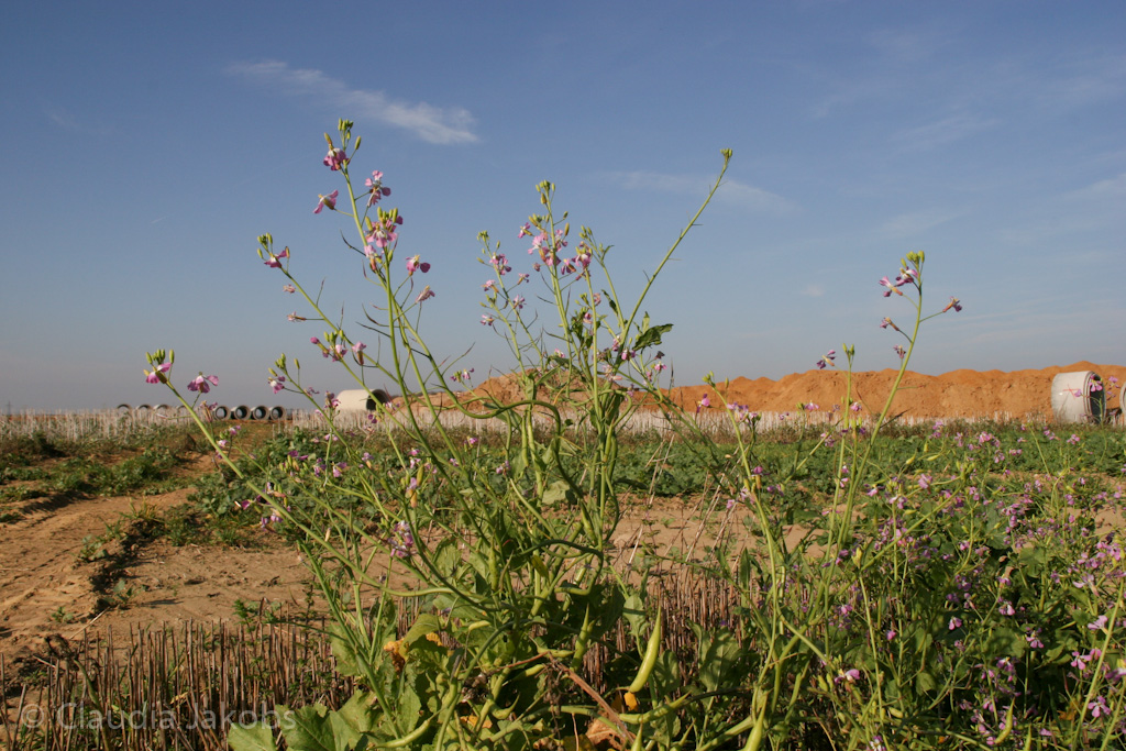 111101140708 IMG 0614