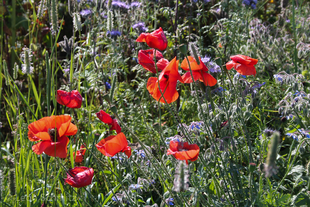 120916113925 IMG 0240