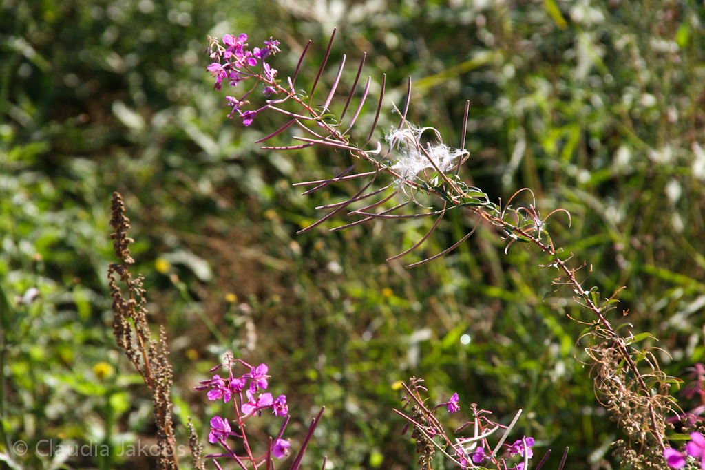 120916120002 IMG 3903