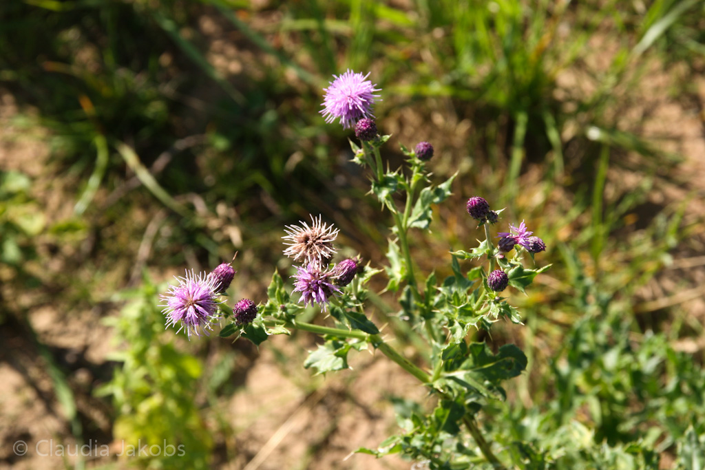 120916122454 IMG 3925