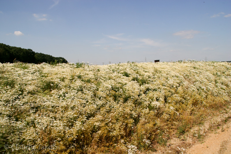 110601145734 IMG 6890