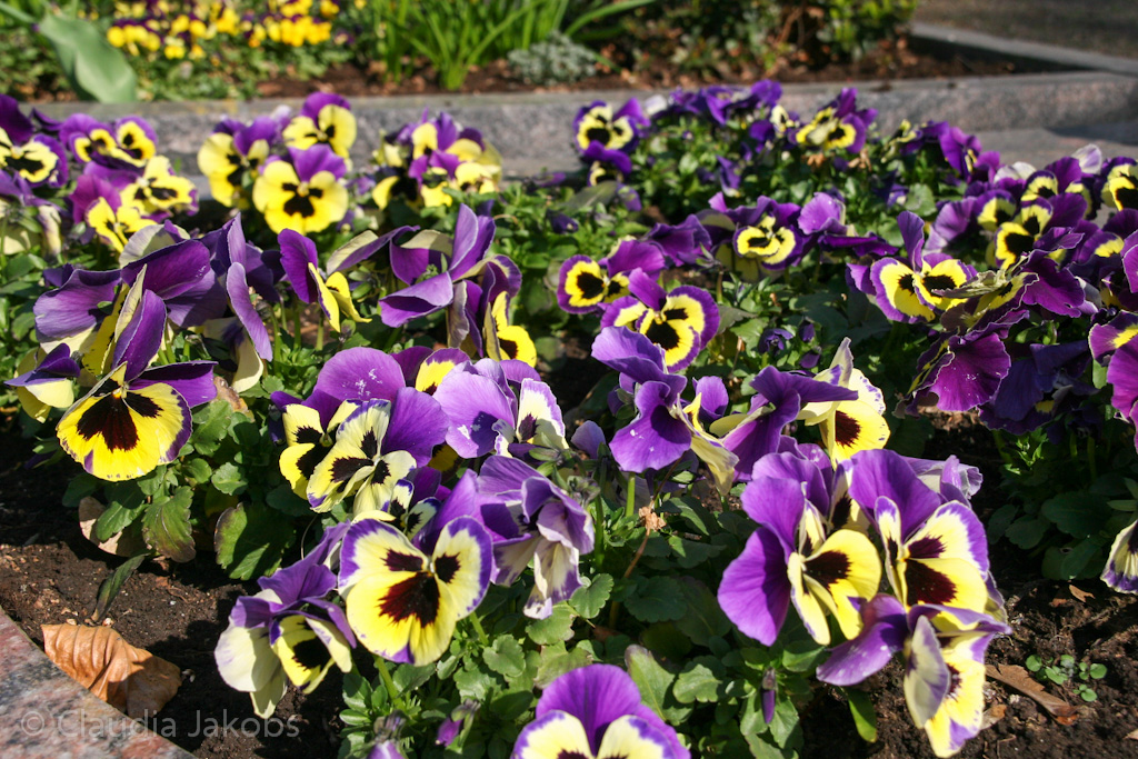 140329145213 IMG 6963