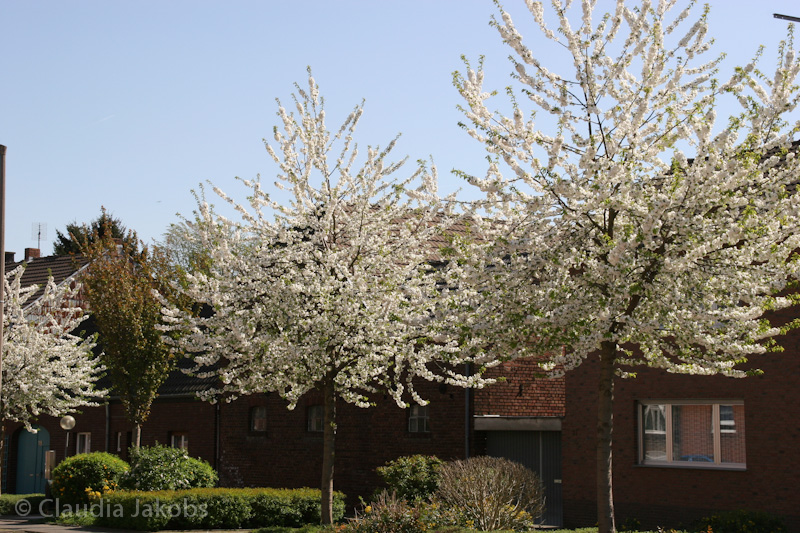 110411140033 IMG 6710