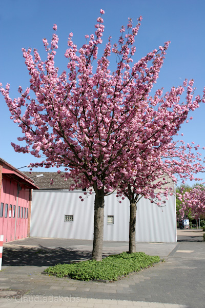 110411140454 IMG 6721