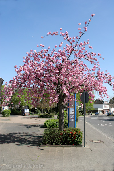 110411140553 IMG 6723