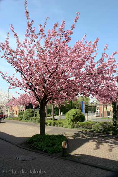 110411140750 IMG 6729