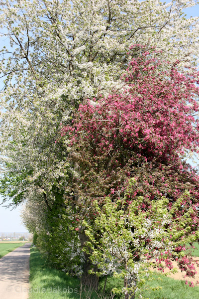 110411145241 IMG 6753