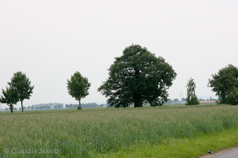 090521153913 IMG 4601