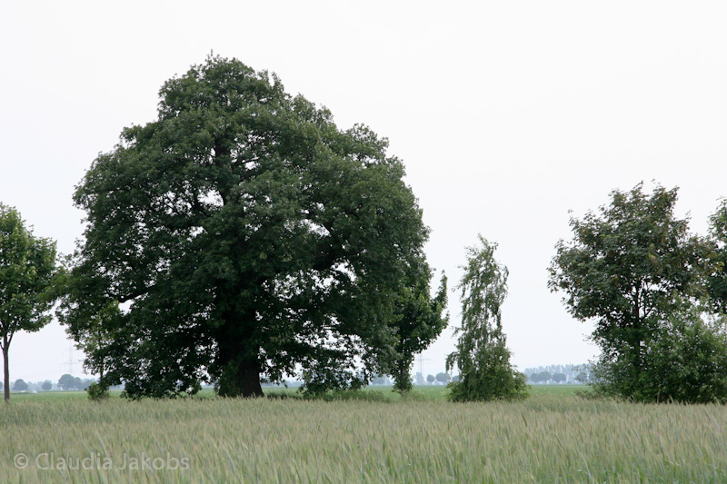 090521154046 IMG 4602