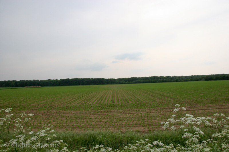 090521175401 IMG 4712