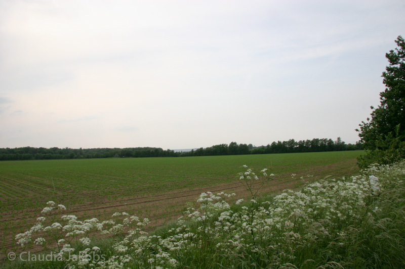 090521175405 IMG 4713