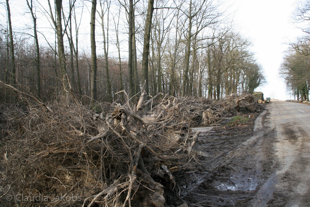 111211132515 IMG 0865