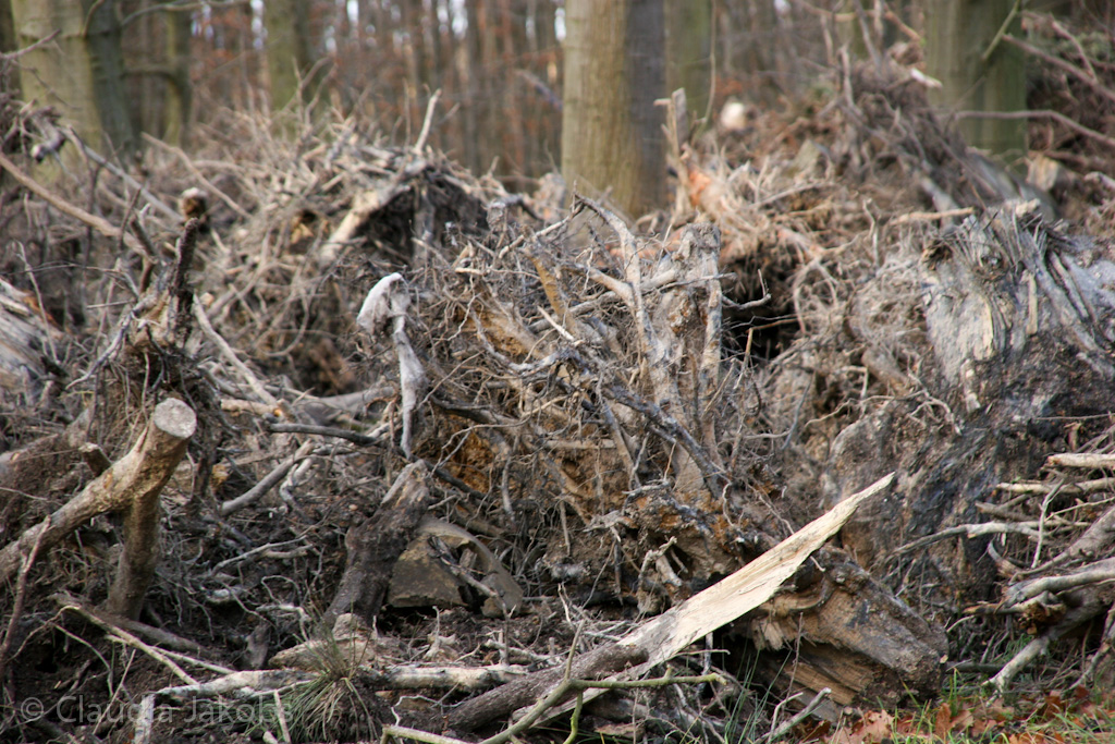 111211132555 IMG 0868