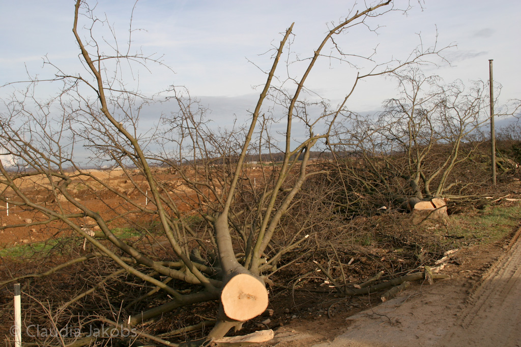 111211134334 IMG 0890