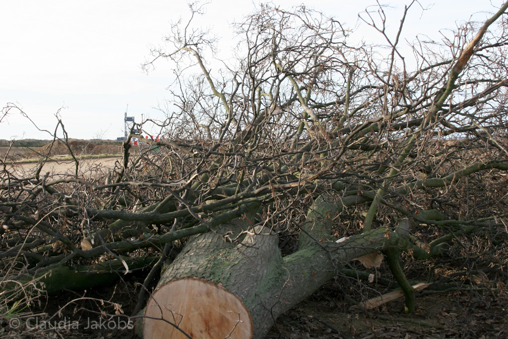 111211134416 IMG 0893