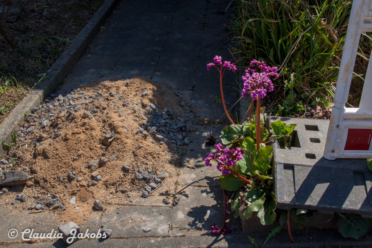 20160508132643 IMG 0630