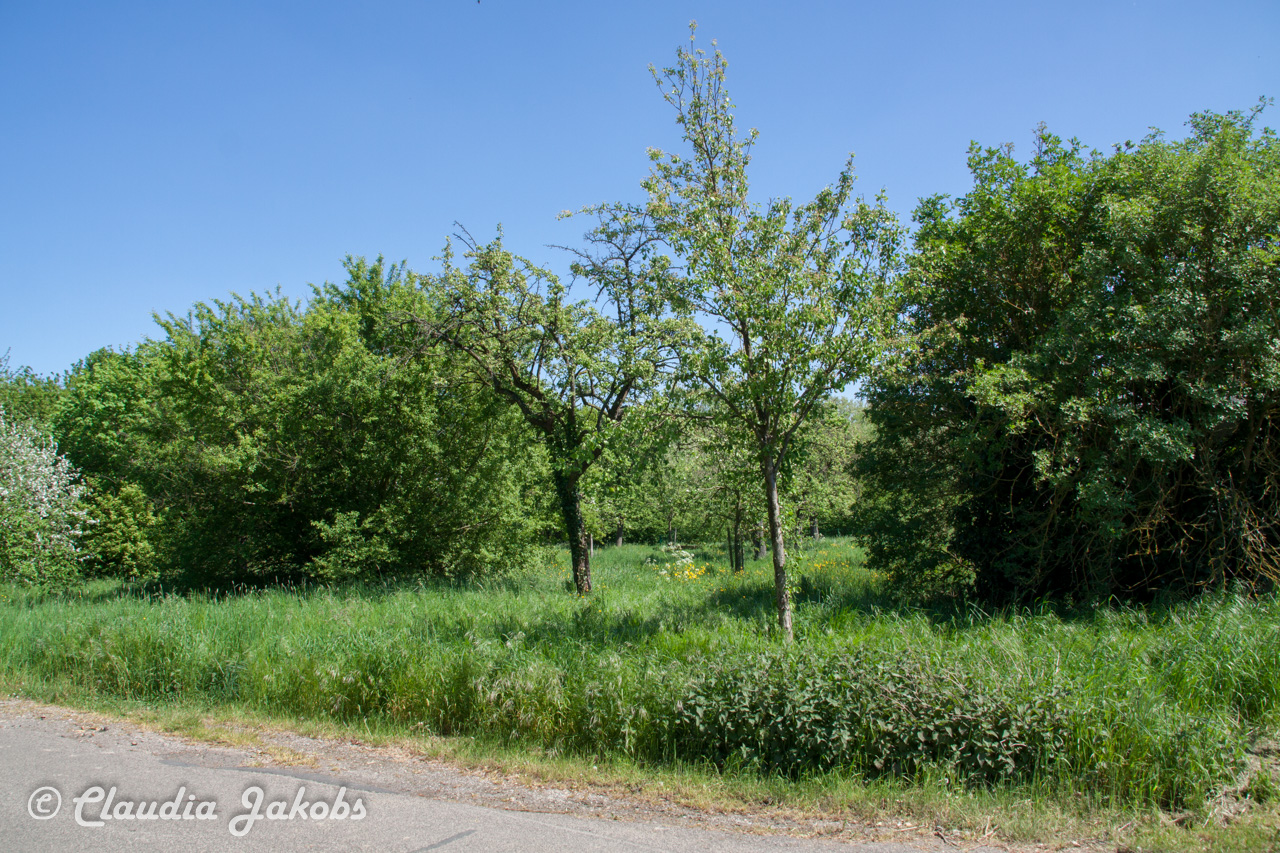 20160508134636 IMG 0670