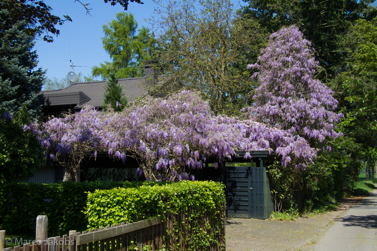 20160508134641 MJ  4541