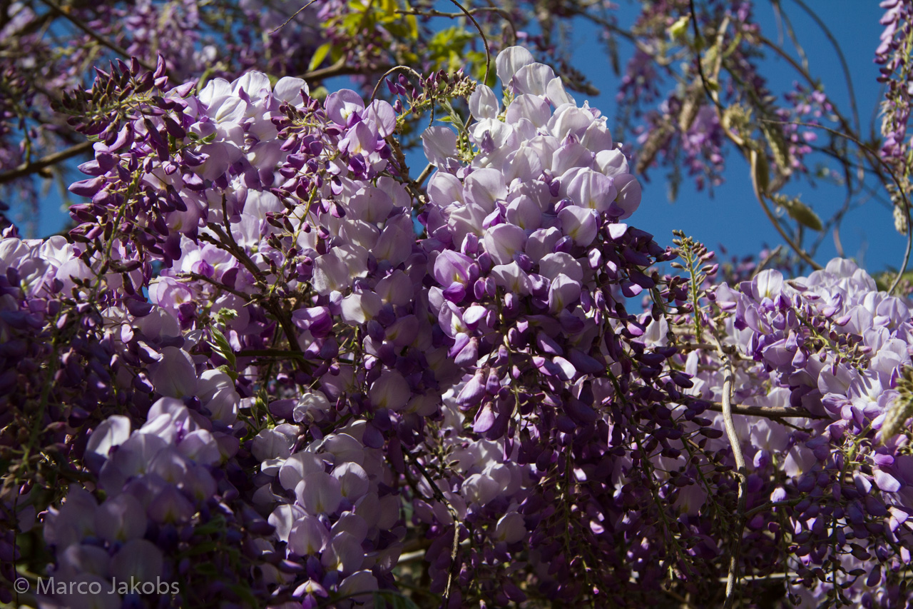 20160508134747 MJ  4543